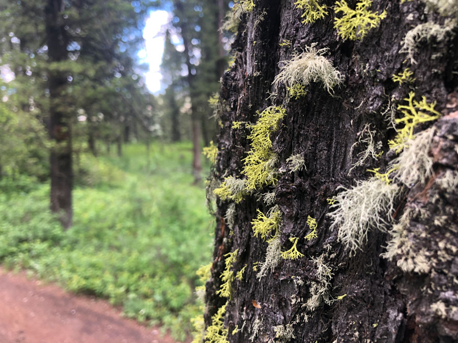 Wild mossy tree on the Ferrin's Trail - Jackson, WY