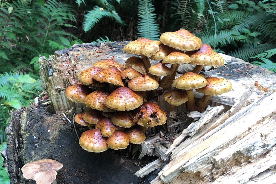 Side show attractions. Mushrooms on the Chanterelle trail.