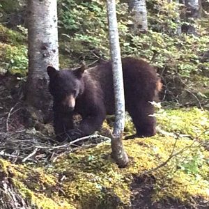 Bear in Whistler Bike Park