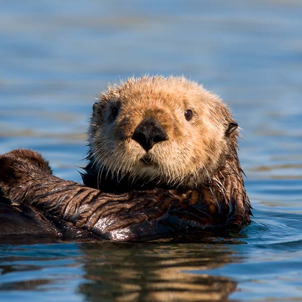 Sea Otter